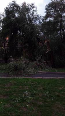 Ураган в Челябинске повалил деревья и оставил без света жителей