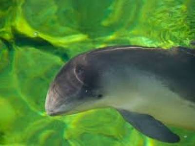В Одессе на пляже возле танкера Delfi нашли труп дельфина
