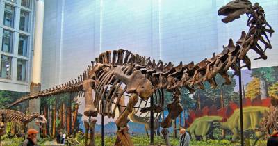 Дальние предки человека питались динозаврами