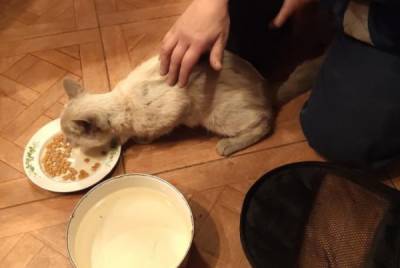 Спасатели вытащили кошку из вентиляции на северо-западе Петербурга