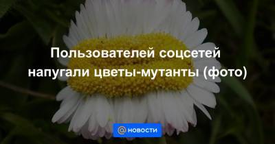 Пользователей соцсетей напугали цветы-мутанты (фото)