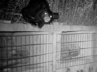 Медведь украл мед на пасеке в Китае и стал звездой Сети