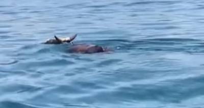 Неудавшийся побег: быка, пытавшегося переплыть Каспий, "задержала" полиция - видео