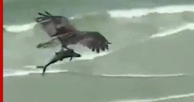 Схвативший из моря акулу орел попал на видео