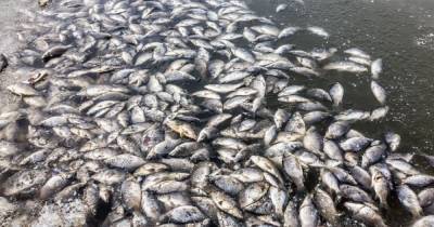 В Волынской области из-за грязной воды в реке массово погибла рыба