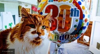Самый старый кот по кличке Раббл умер в Англии в возрасте 31 года