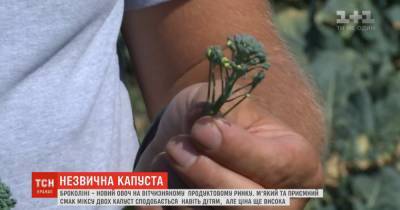 Сверху брокколи, снизу спаржа: продуктовый рынок Украины завоевывает новый овощ - брокколини