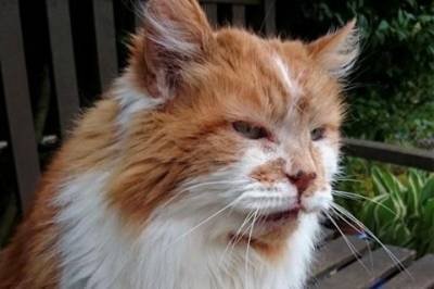 В Англии скончался самый старый кот в мире кличке Раббл