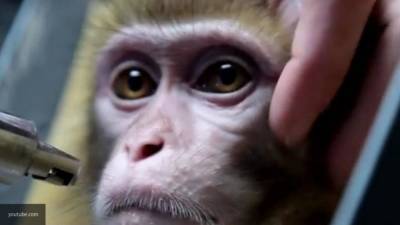 Ученые смогли развить краткосрочный иммунитет к коронавирусу у обезьян