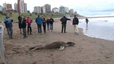 Жители Аргентины спасли морского леопарда.
