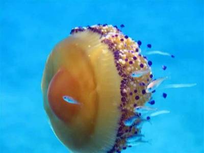 В США ученые создали мягкого робота-медузу