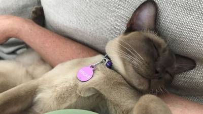 В Австралии кот выжил после случайной стирки в машинке