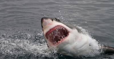 В Австралии мужчина погиб после нападения акулы