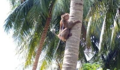 Британские торговые сети перестали закупать кокосы, собранные обезьянами