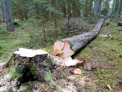 Столичный предприниматель попался на незаконной рубке леса в Смоленской области
