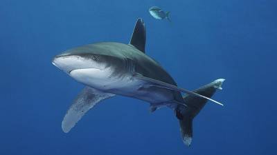 Аквалангист стал жертвой нападения акулы в Австралии