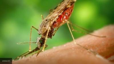 Агрессия комаров распространилась на все регионы России
