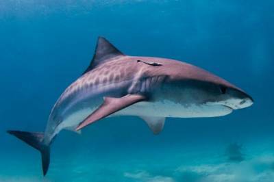 В Австралии мужчина погиб при нападении акулы