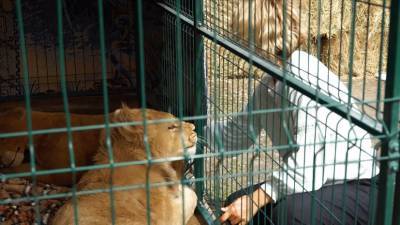 «Я знаю, что такое жизнь»: львёнок Симба готовится к переезду в Африку