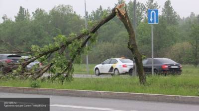 Шквалистый ветер повалил около 20 деревьев в Амурской области