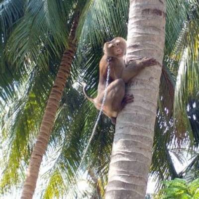 Британские магазины отказались от продажи кокосов, собранных обезьянами