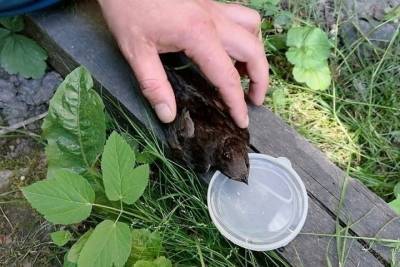 Пожарные спасли птицу в Тверской области