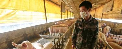 В Китае считают низкой вероятность распространения нового свиного гриппа
