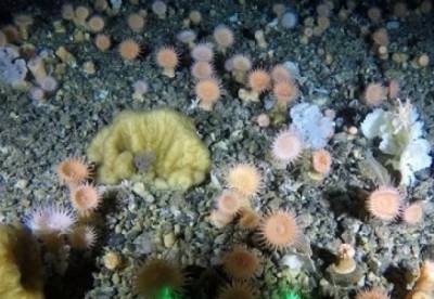 У берегов Гренландии нашли разноцветный «коралловый сад»