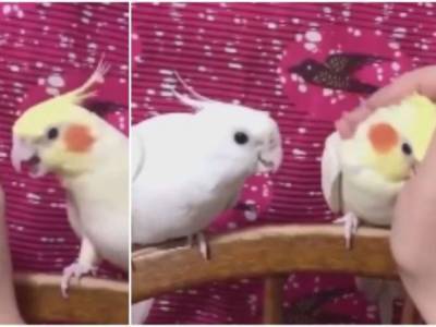 Ревновал: попугай клевал хозяина, когда тот обратил внимание на другую птицу