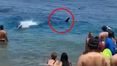 Видео: акула у Эйлата вызвала панику среди отдыхающих