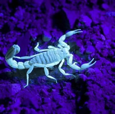 В Австралии в период палеозоя обитали гигантские морские скорпионы