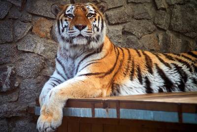 В зоопарке Цюриха погибла женщина после нападения тигрицы