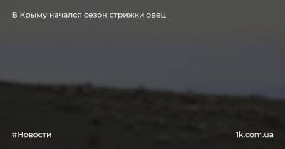 В Крыму начался сезон стрижки овец