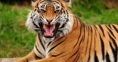 Тигрица до смерти загрызла сотрудницу зоопарка в Цюрихе