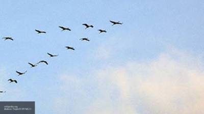 МВД Красноярского края сообщило о массовой гибели птиц