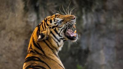 Тигрица растерзала сотрудницу зоопарка в Цюрихе