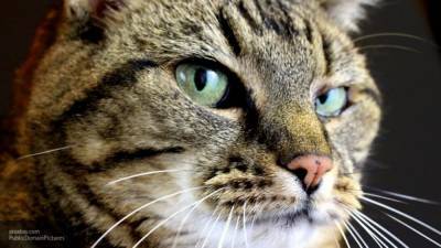 Кот из Австралии выжил после стирки в машинке