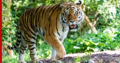 Амурская тигрица в Цюрихе насмерть загрызла сотрудницу зоопарка