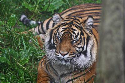Тигрица загрызла сотрудницу зоопарка в Цюрихе
