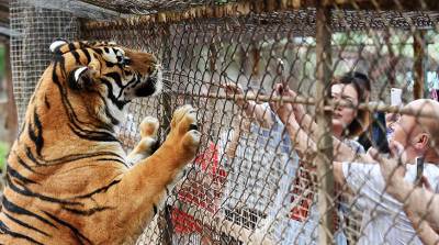 В Цюрихе сотрудницу зоопарка насмерть травмировал тигр