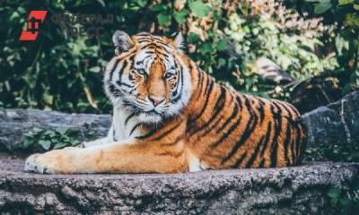 Амурская тигрица загрызла сотрудницу зоопарка в Цюрихе