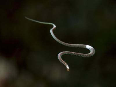 Ученые показали летающих древесных змей: ошеломительные фото и видео