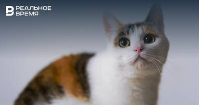 В Набережных Челнах умерла одинокая женщина — в ее квартире запертыми остались 10 кошек