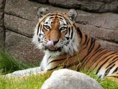 Амурская тигрица растерзала 55-летнюю смотрительницу в Цюрихском зоопарке