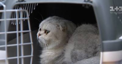 Четыре кошки пережили обвал после взрыва дома на столичных Позняках: истории спасения из-под руин