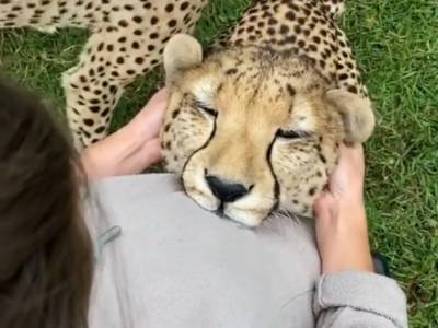 «Самое милое в ленте новостей!»: девушка почесала леопарду ушко, хищник замурчал