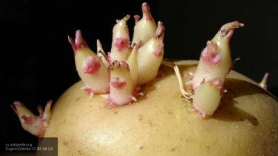 Оставленный на кухне до пандемии картофель пустил "страшные щупальца" в доме француженки
