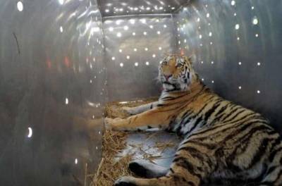 Амурская тигрица по кличке Ирина загрызла сотрудницу зоопарка в Цюрихе