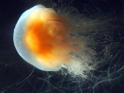 Гигантские медузы «Львиная грива» совершили нашествие на пляжи США