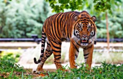 Тигр насмерть травмировал сотрудницу зоопарка в Цюрихе